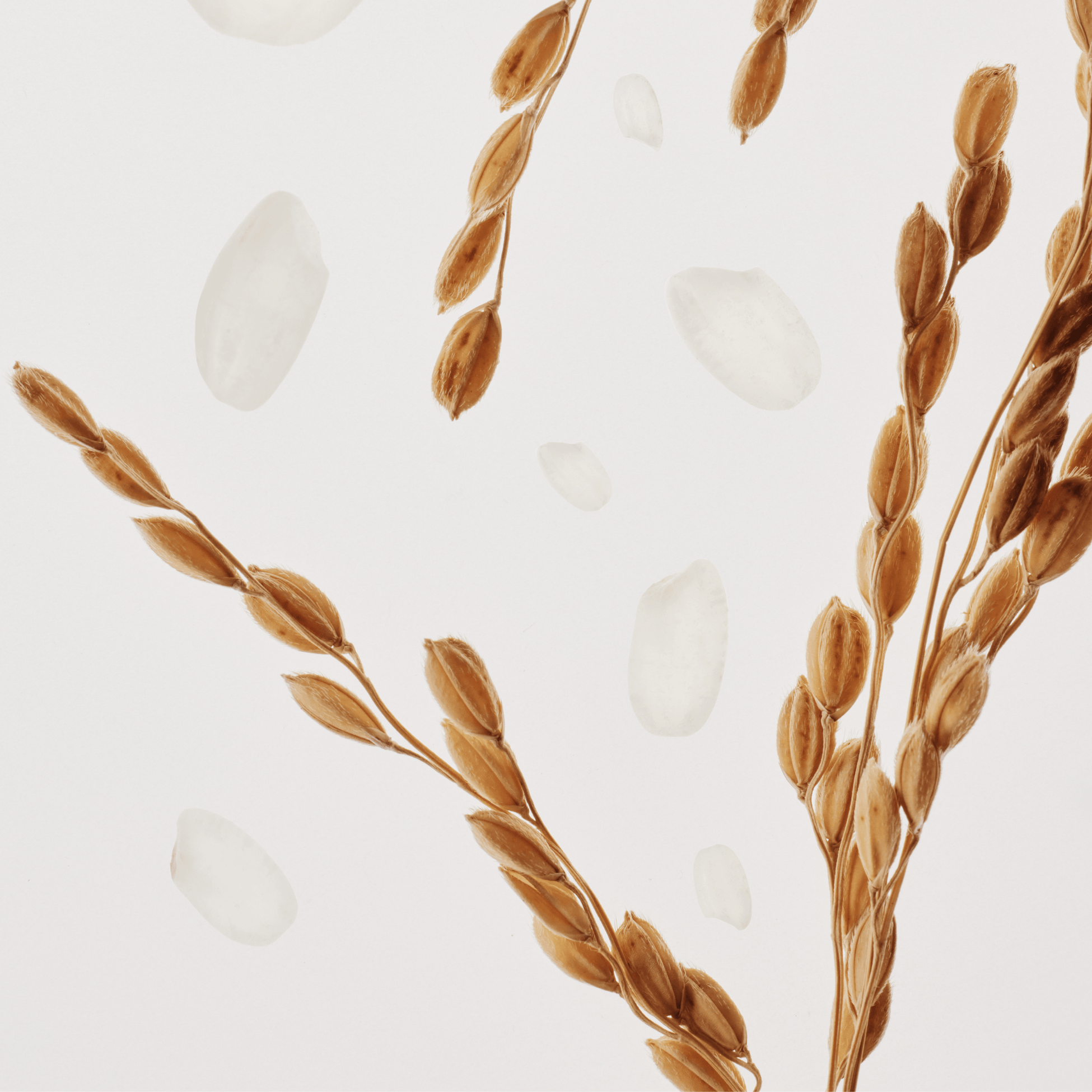 BEAUTY OF JOSEON - Glow Replenishing Rice Milk 150ml