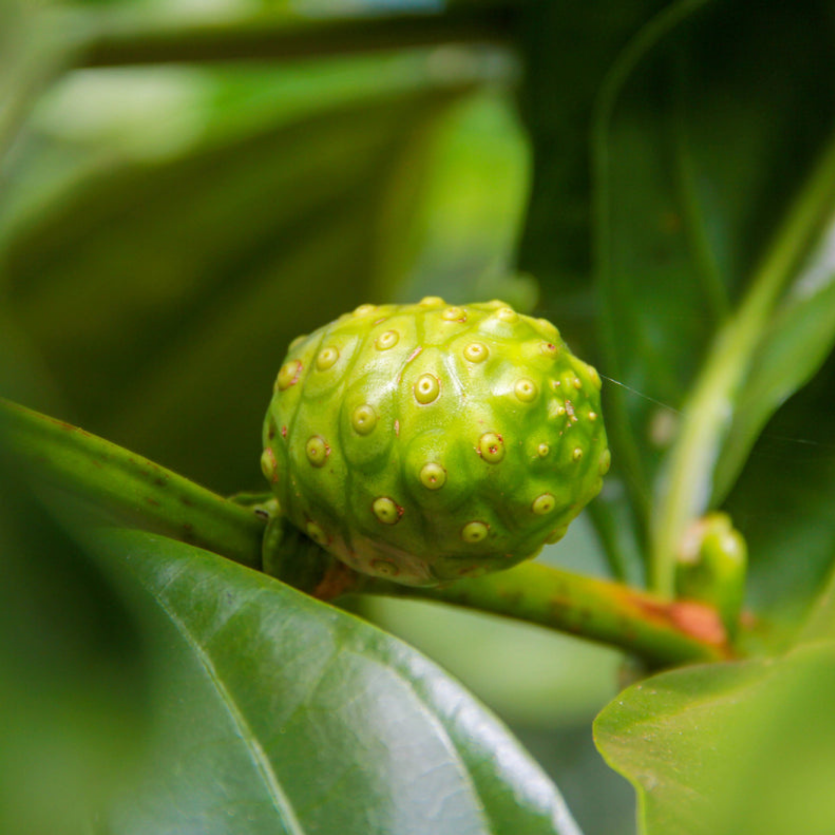 CELIMAX - Noni Energy Repair Cream 50ml