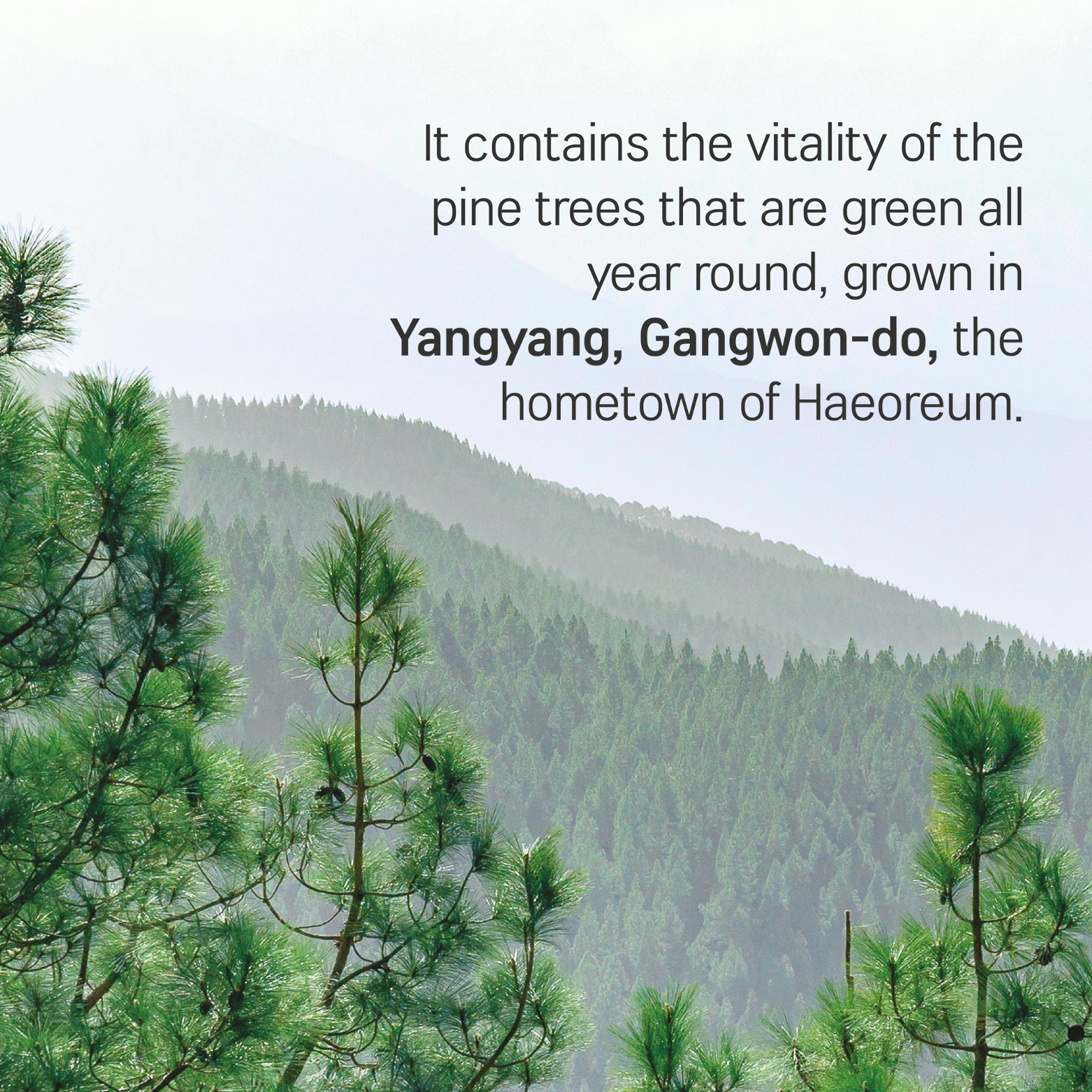 ROUND LAB - Pine Calming Toner 250ml